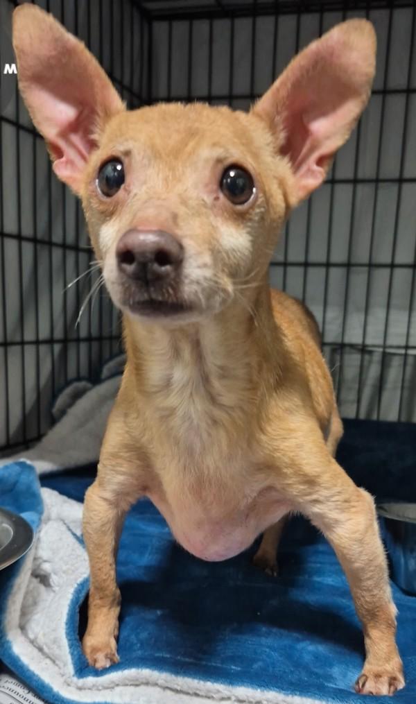 25-12-3692 Gilbert, Adoptable, Adult Male Chihuahua.