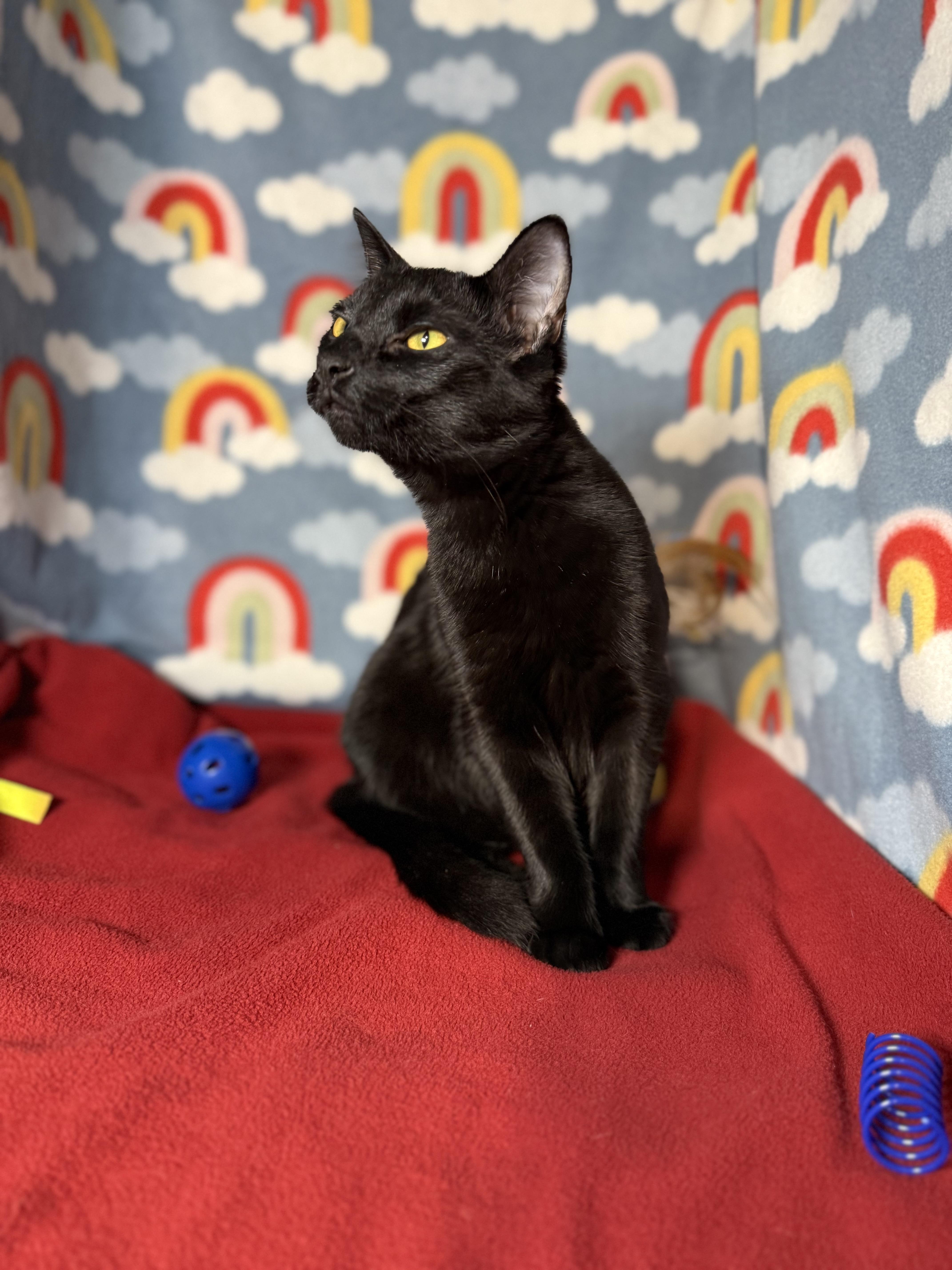 Mia Starr, Adoptable, Young Female Domestic Short Hair.