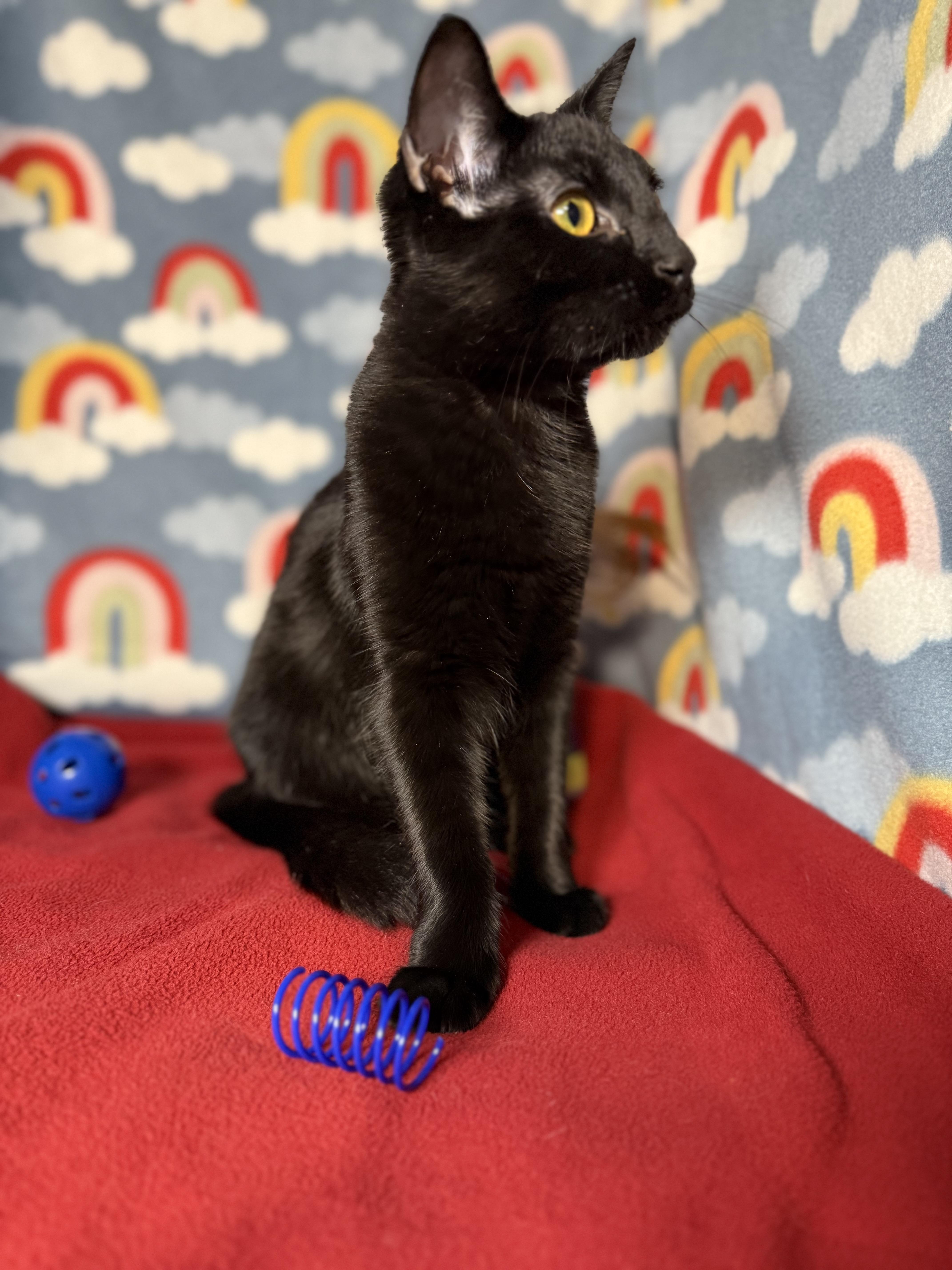 Enlarge Mia Starr, a Adopted mixed breed in Syracuse, NY image 2/5