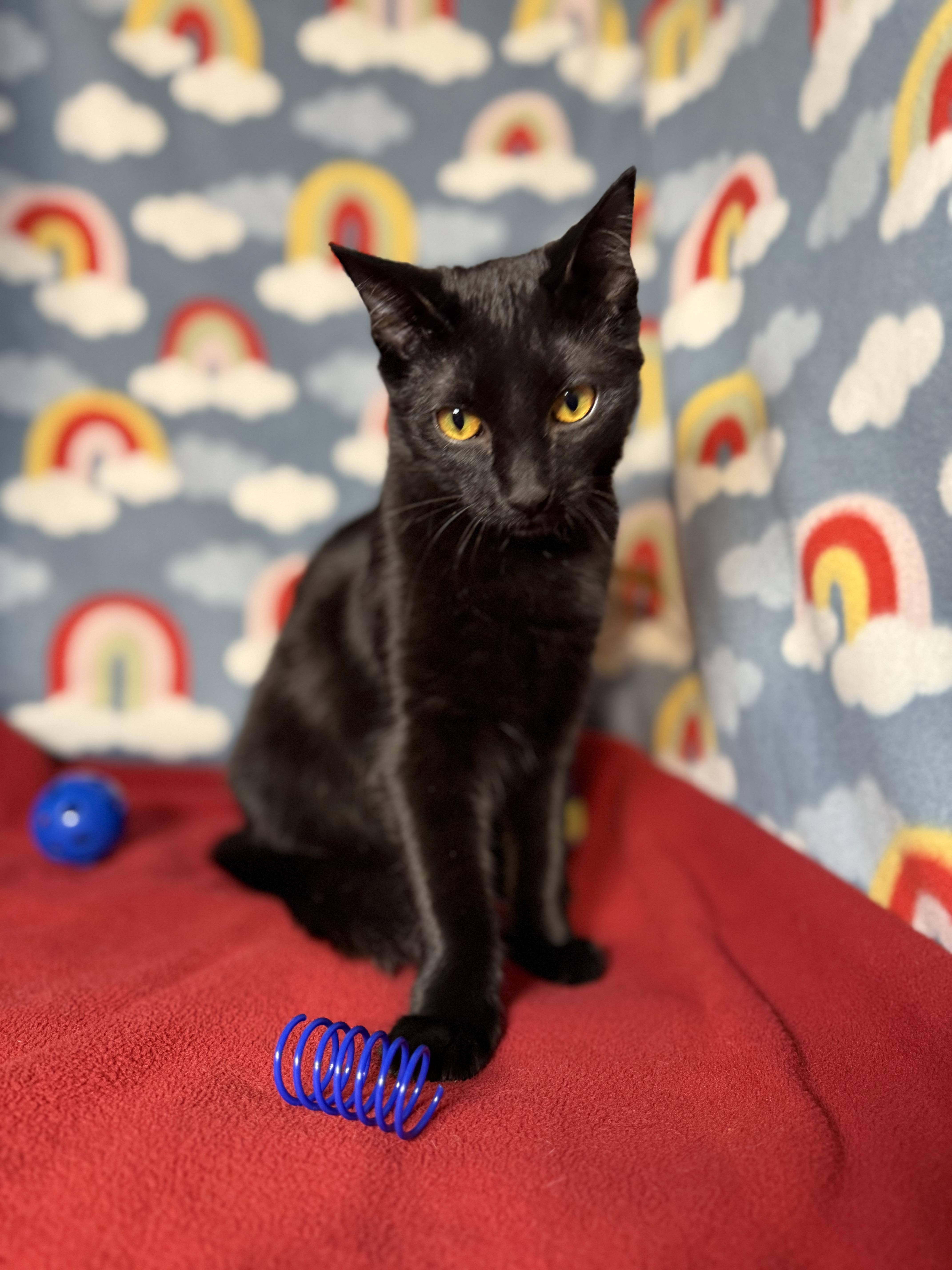 Enlarge Mia Starr, a Adopted mixed breed in Syracuse, NY image 3/5
