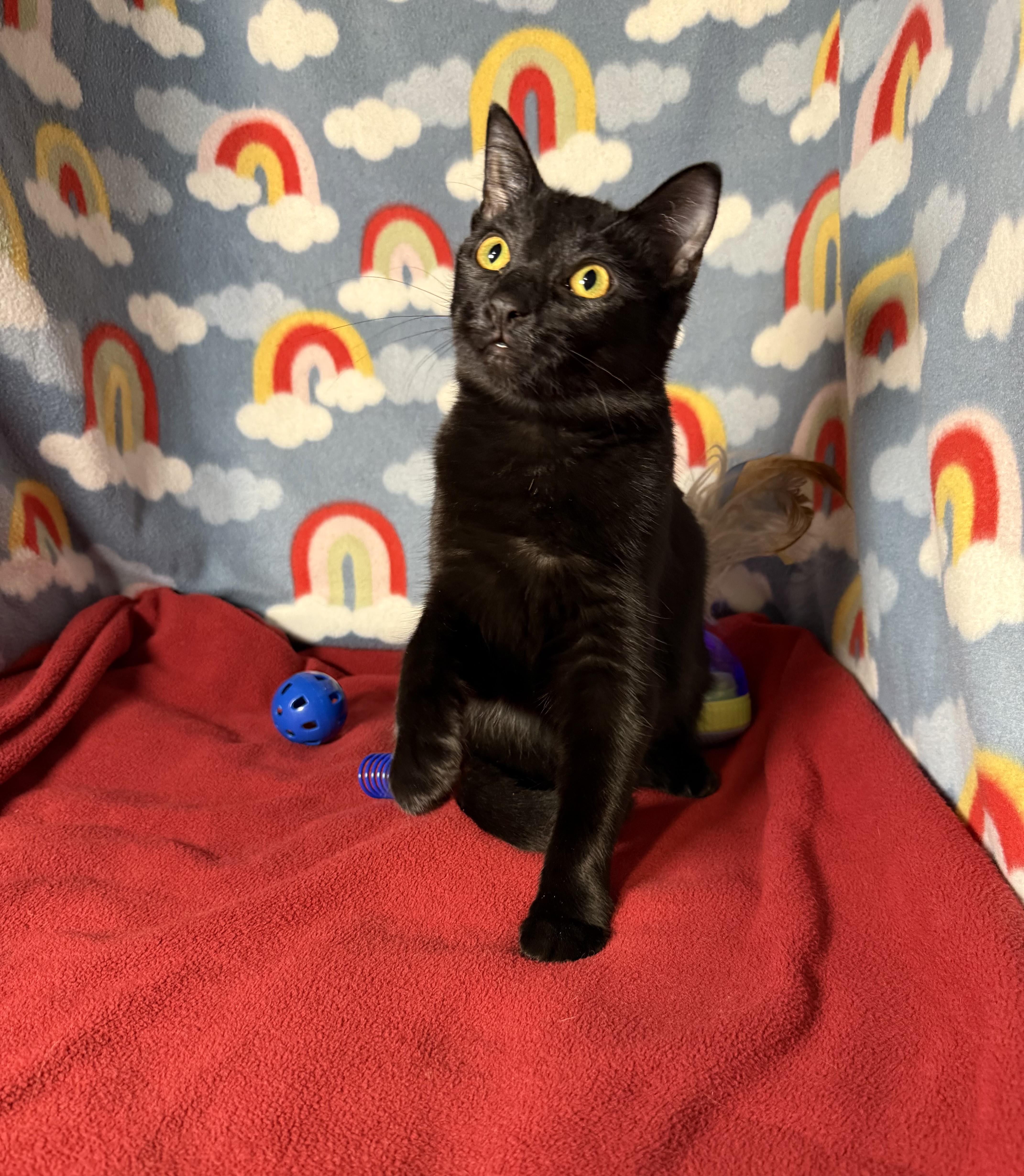 Enlarge Mia Starr, a Adopted mixed breed in Syracuse, NY image 4/5