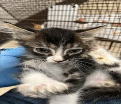 Pumpkin Pie thumbnail 2