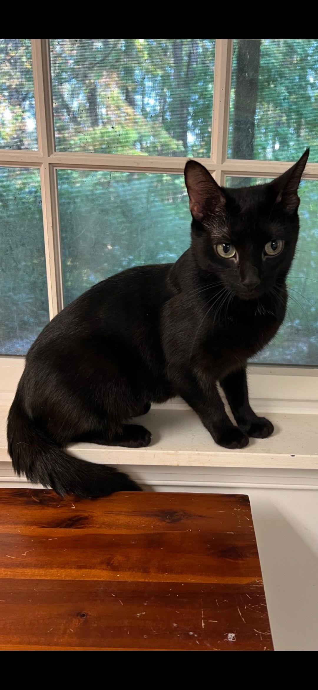 Enlarge Sasha, a Adoptable Domestic Short Hair in Harrisburg, PA image 1/2