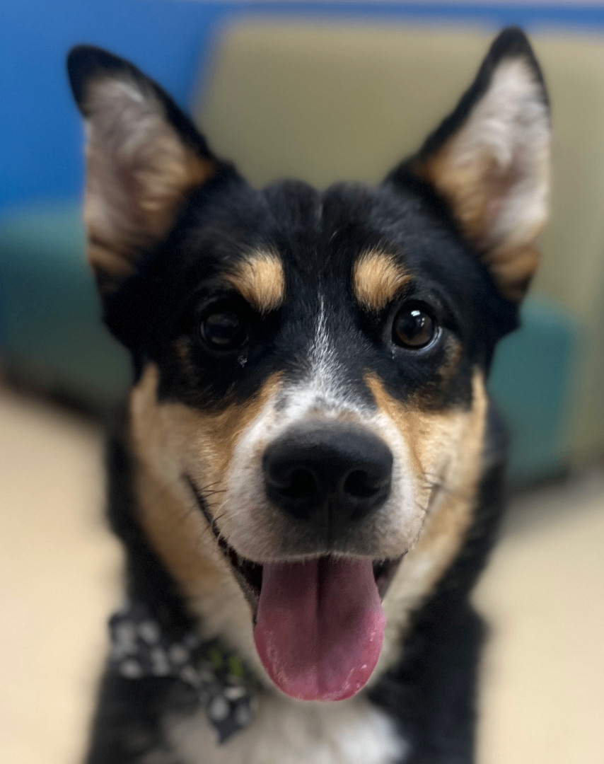 Enlarge Dixon, a Adopted mixed breed in Wasilla, AK image 1/3