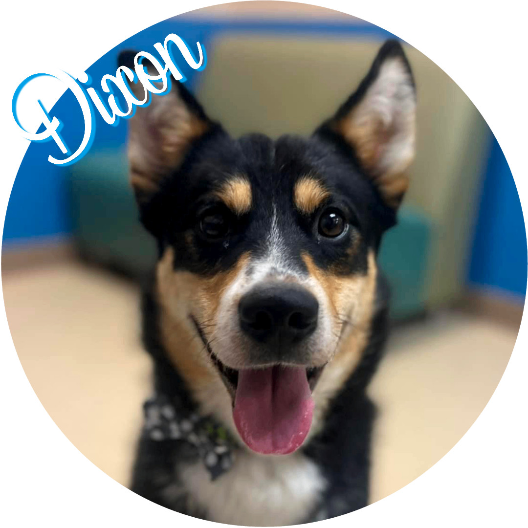 Enlarge Dixon, a Adopted mixed breed in Wasilla, AK image 2/3