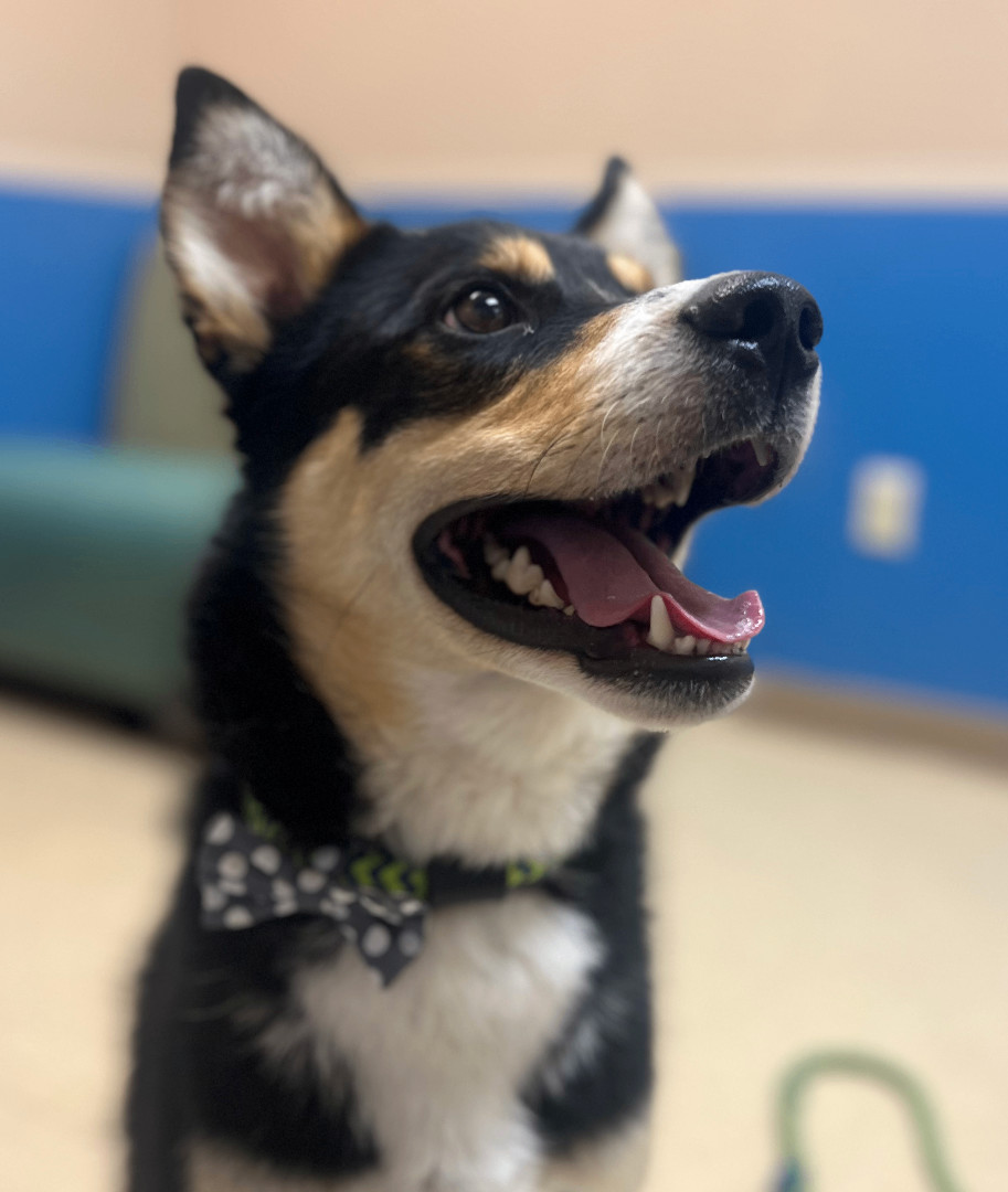 Enlarge Dixon, a Adopted mixed breed in Wasilla, AK image 3/3