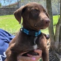 Enlarge Jack (Houston Pups), an adopted mixed breed in Haddonfield, NJ image 3/6