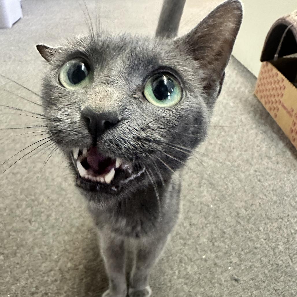 Enlarge Venti, a Adoptable Domestic Short Hair in Russellville, KY image 1/1