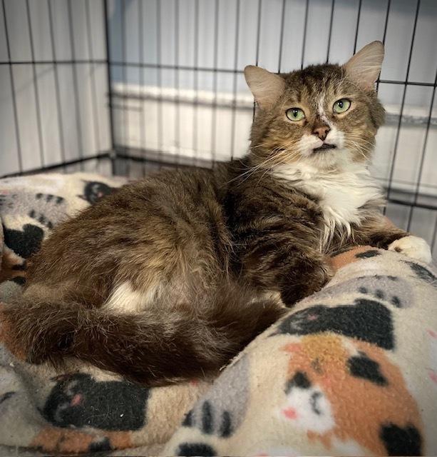Arrivederci, Adoptable, Adult Male Domestic Medium Hair.