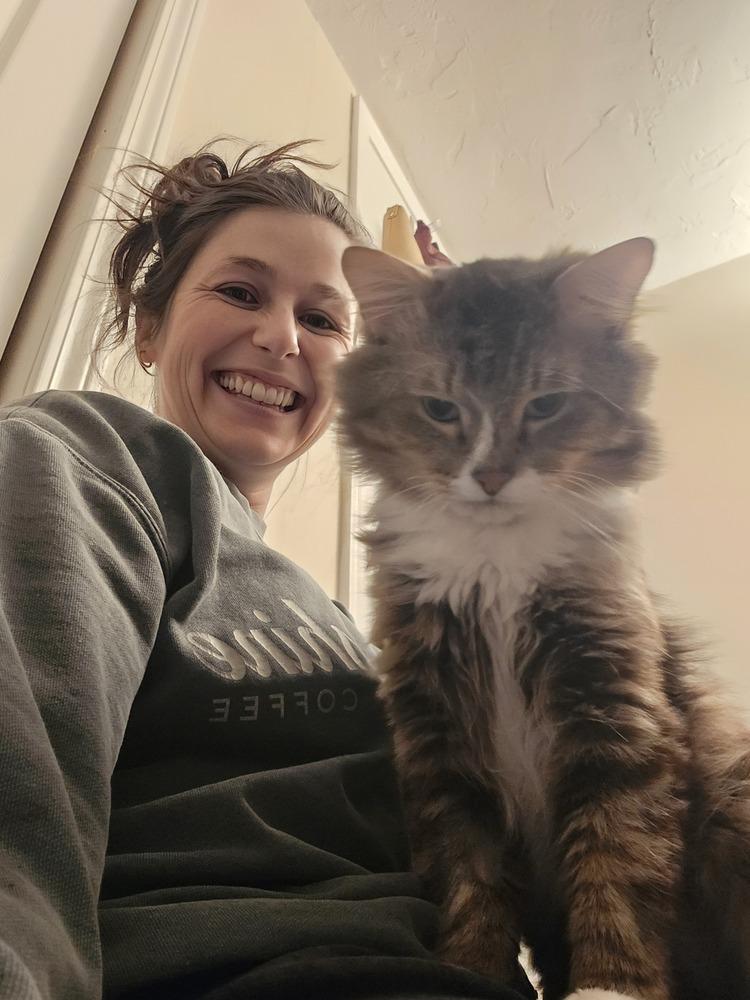 Arrivederci, a Adoptable Domestic Medium Hair in Duxbury, MA image 2/4