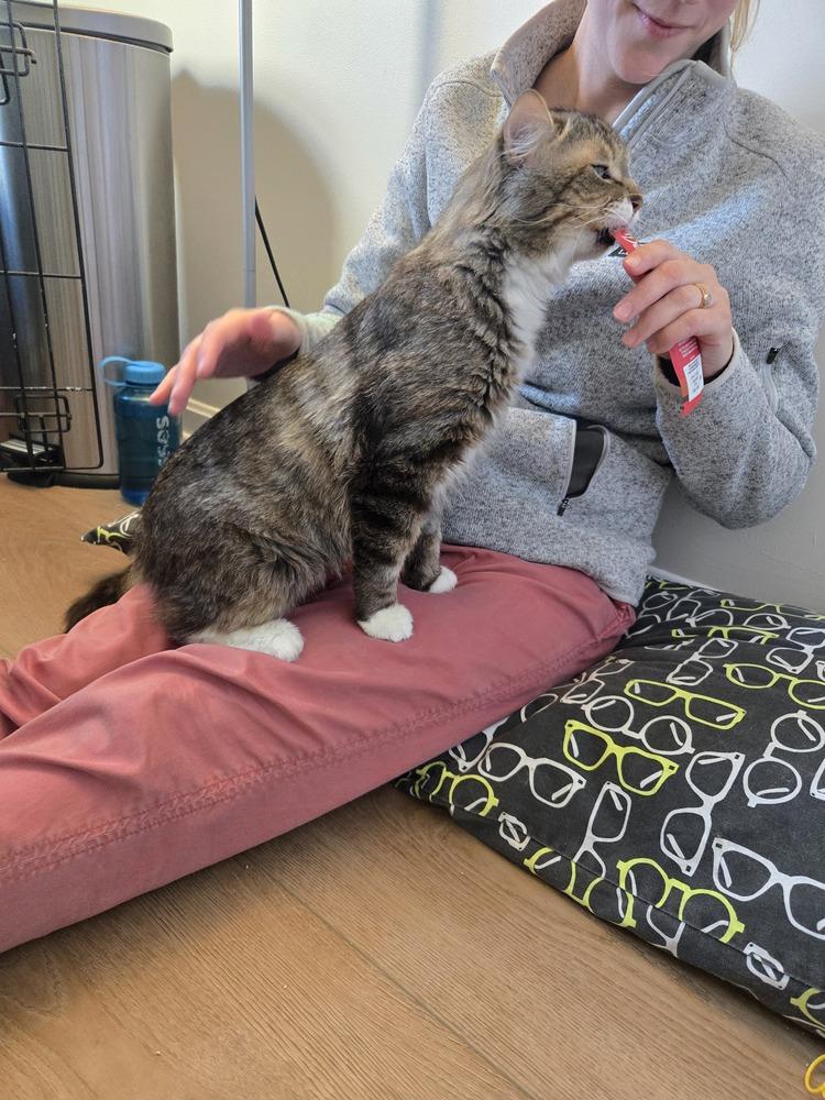 Arrivederci, a Adoptable Domestic Medium Hair in Duxbury, MA image 3/4