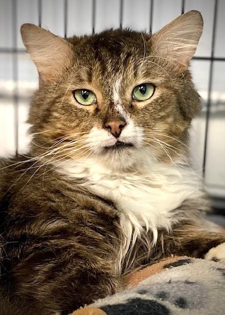 Arrivederci, a Adoptable Domestic Medium Hair in Duxbury, MA image 4/4