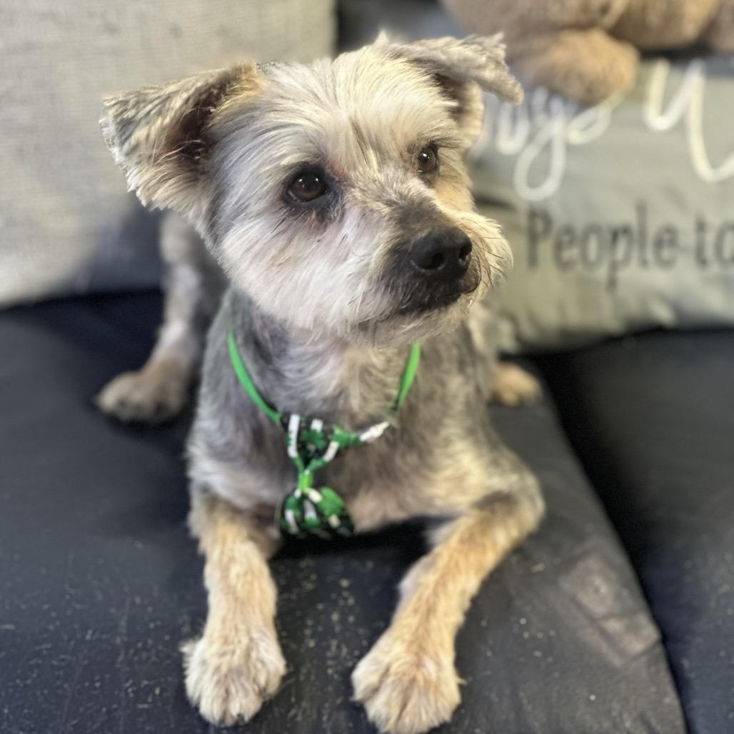 Shamus, Adoptable, Adult Male Mixed Breed.