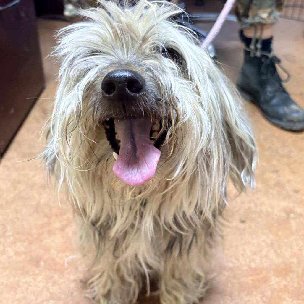 Enlarge Shamus, a Adoptable Mixed Breed in Clarksville, AR image 2/2