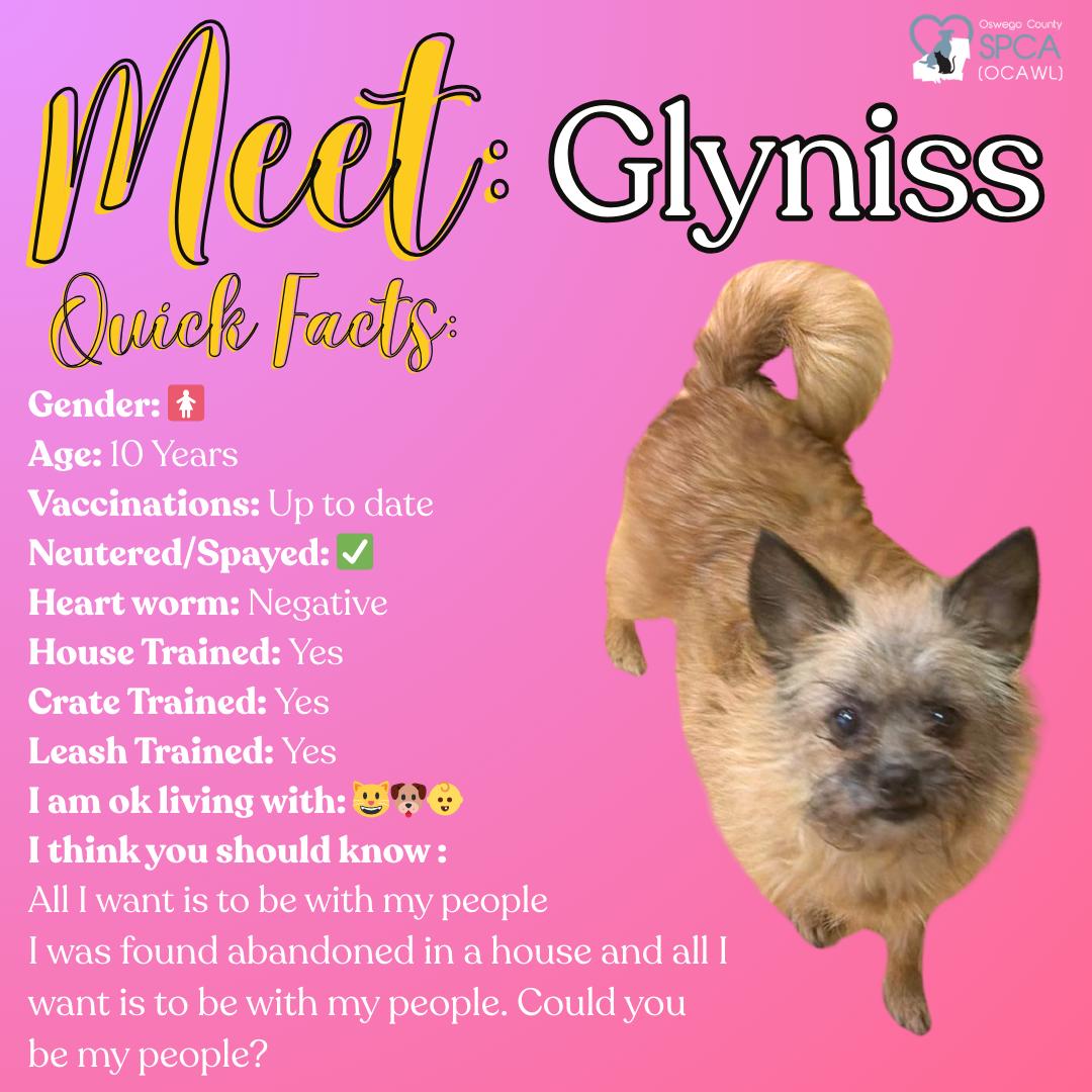 Glyniss, ADOPTABLE, Senior Female Chihuahua & Pomeranian.