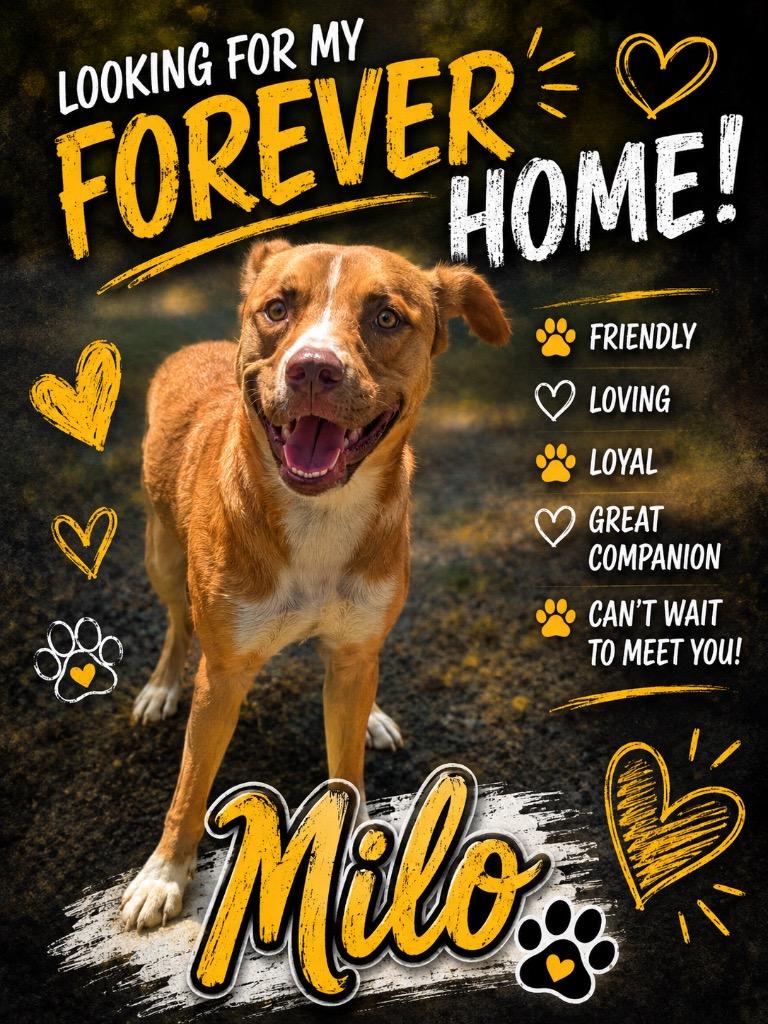 Milo, Adoptable, Puppy Male Mixed Breed.