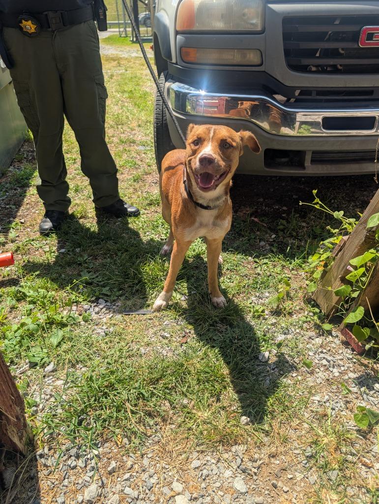 Milo, a Adoptable mixed breed in Shelbyville, TN image 2/2