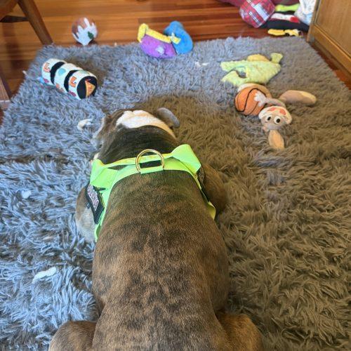 Buddy, Adoptable, Young Male English Bulldog.