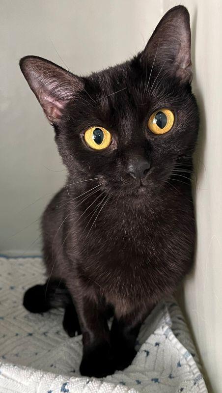 Airsha, Adopted, Young Female Domestic Short Hair.