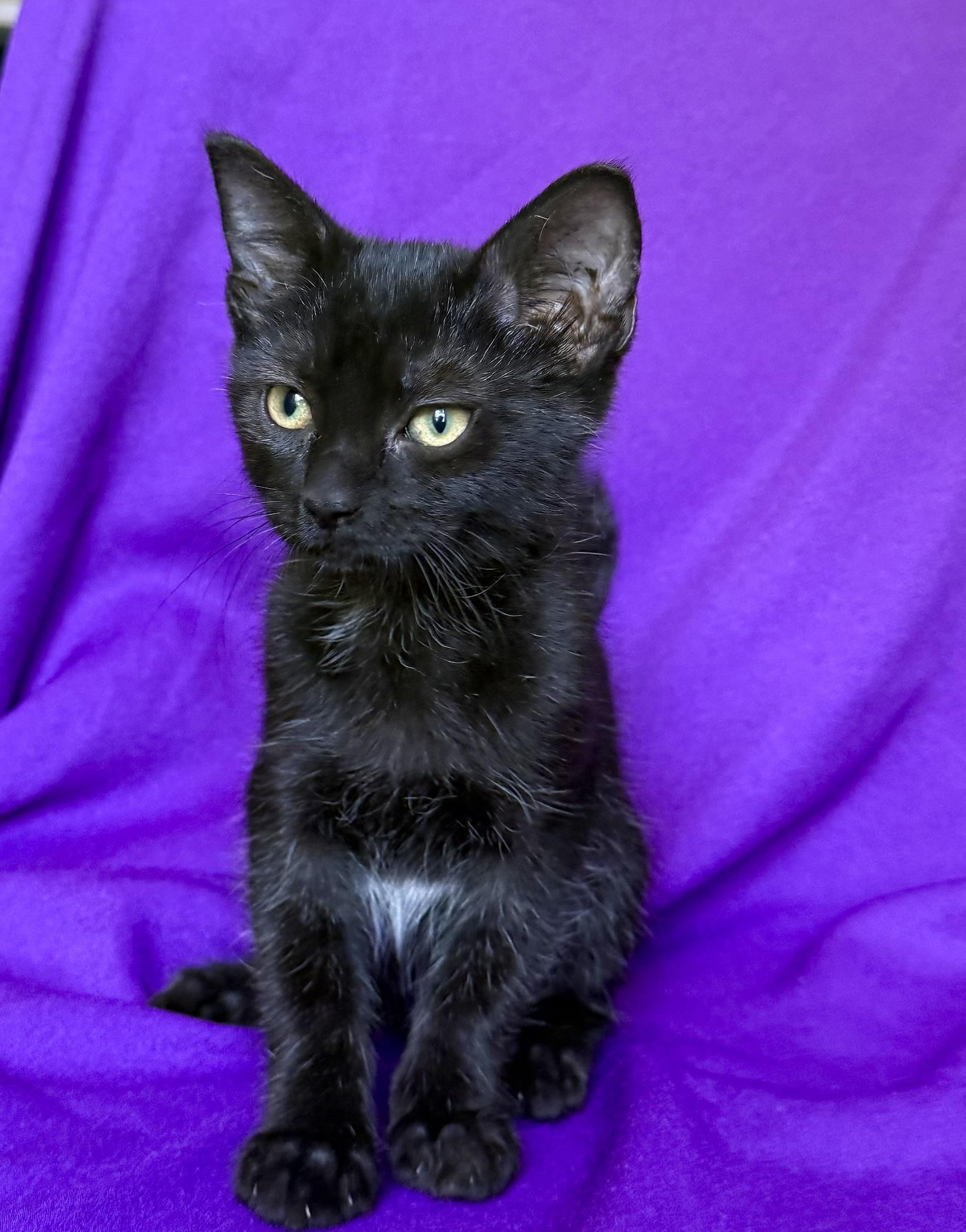 Enlarge HARLEY, a ADOPTABLE Domestic Short Hair in Rowland Heights, CA image 3/3