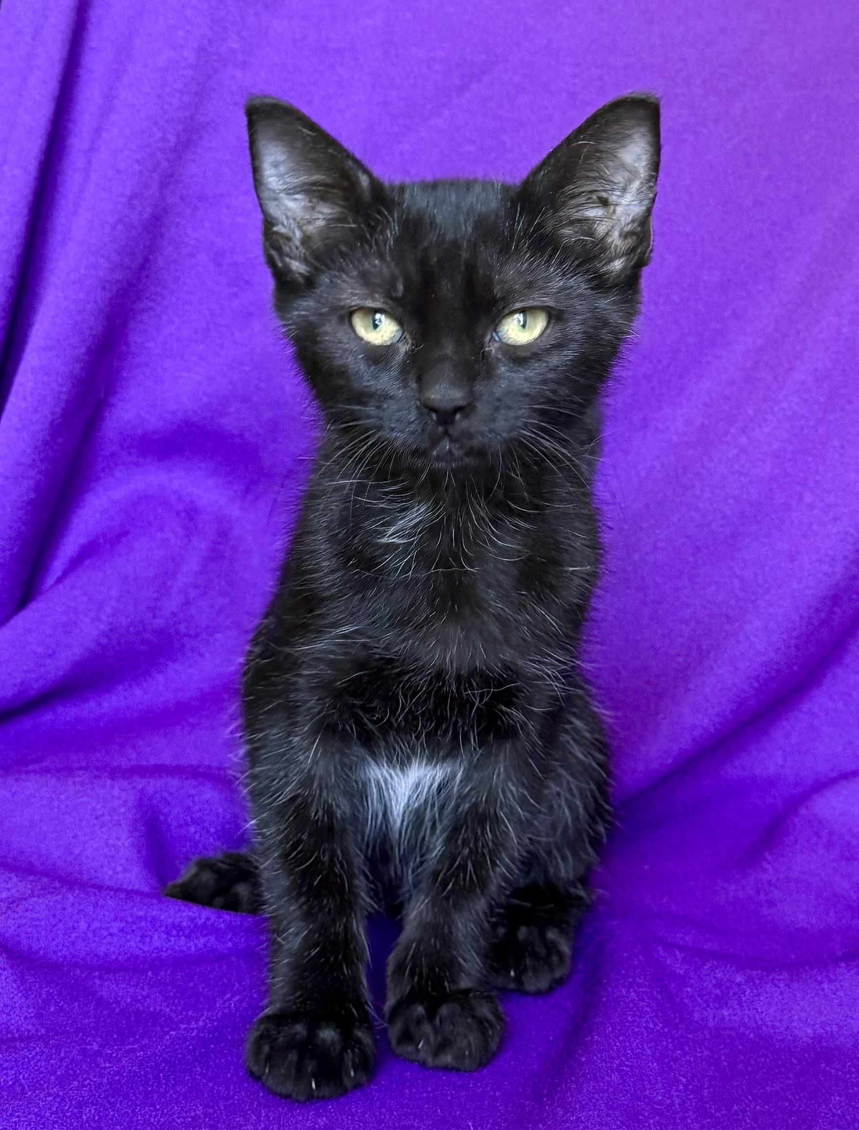 HARLEY, ADOPTABLE, Kitten Female Domestic Short Hair.