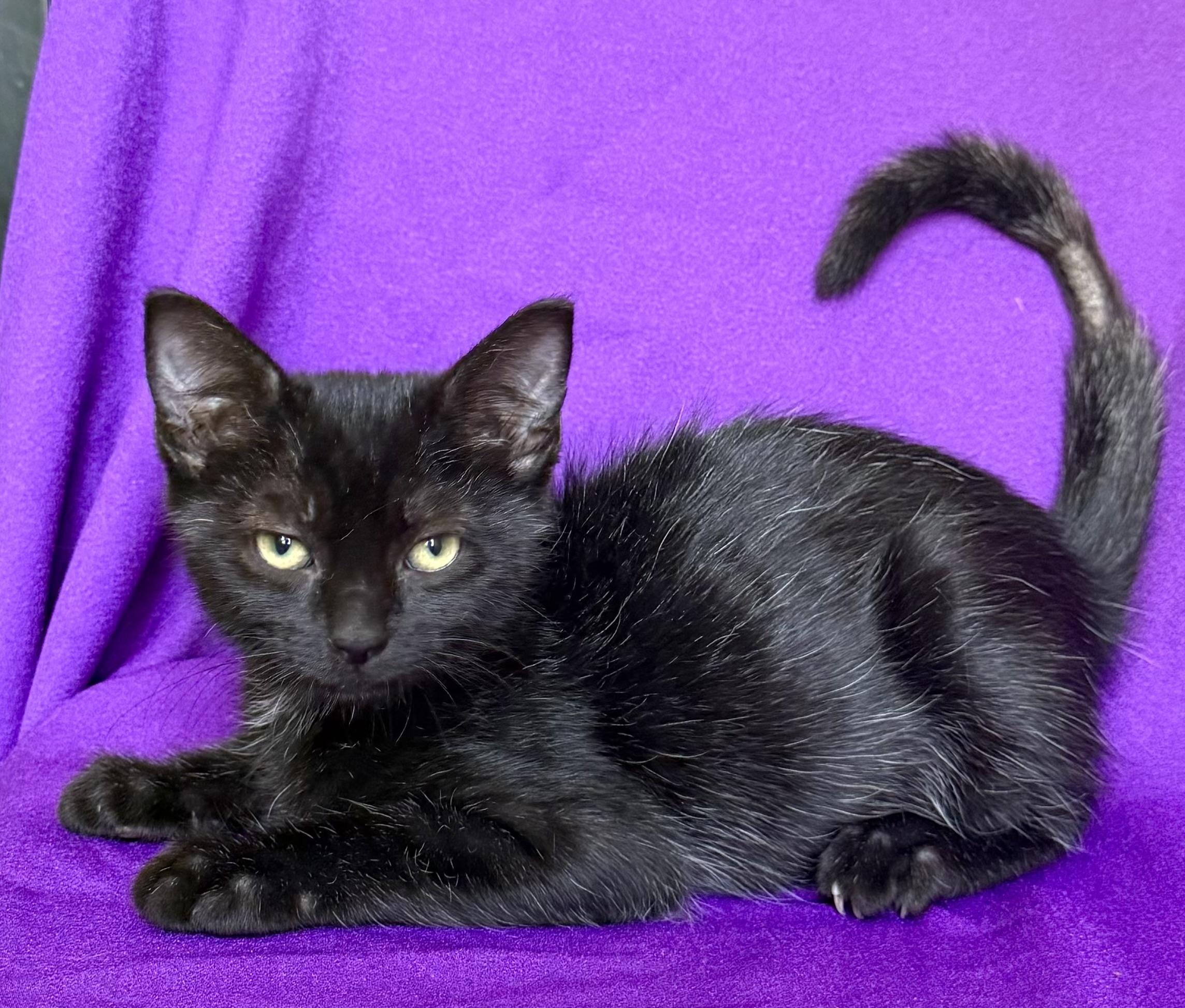 Enlarge HARLEY, a ADOPTABLE Domestic Short Hair in Rowland Heights, CA image 2/3