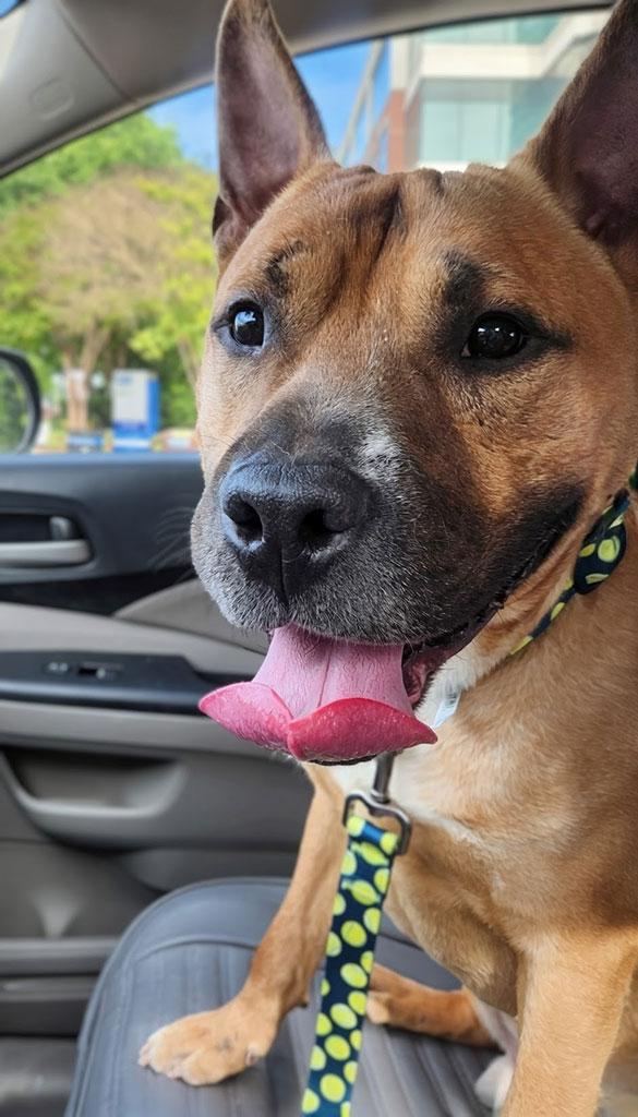 Benny, a ADOPTABLE mixed breed in Bowie, MD image 3/5