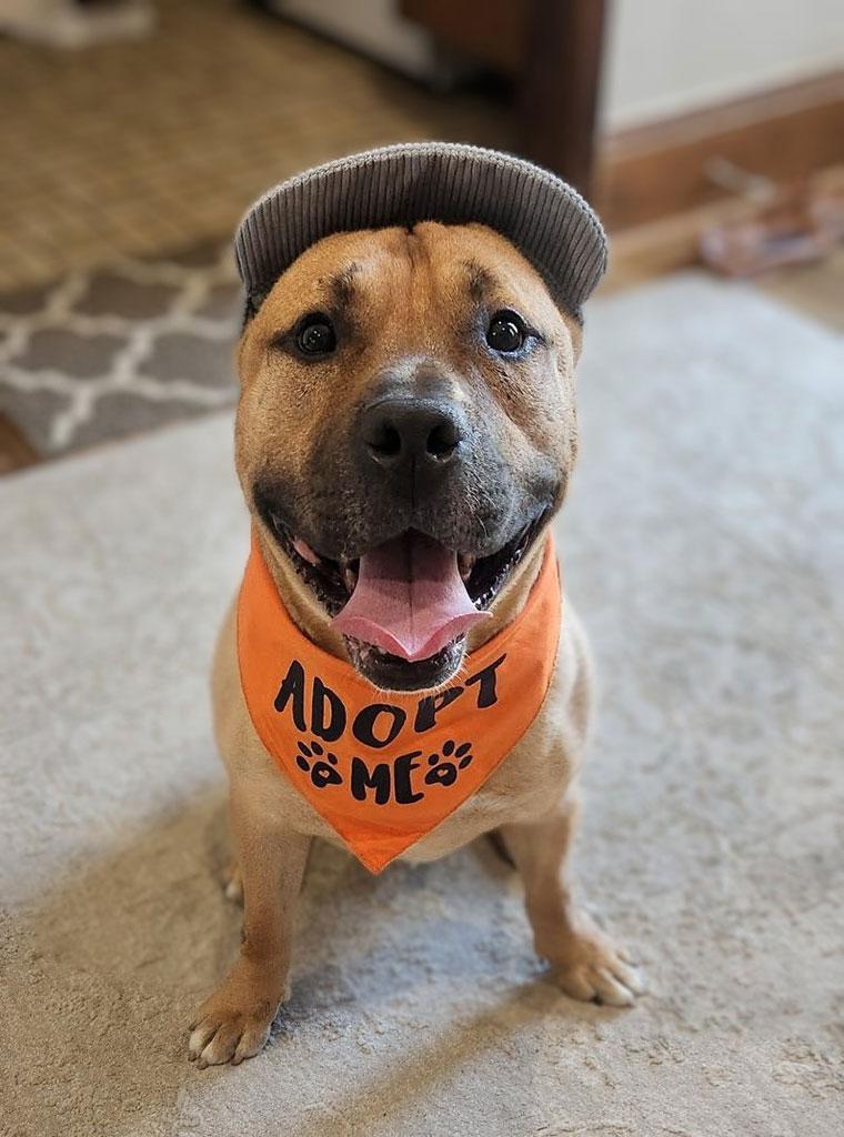 Benny, ADOPTABLE, Young Male Bulldog.