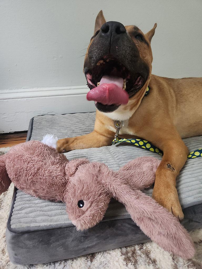 Benny, a ADOPTABLE mixed breed in Bowie, MD image 5/5