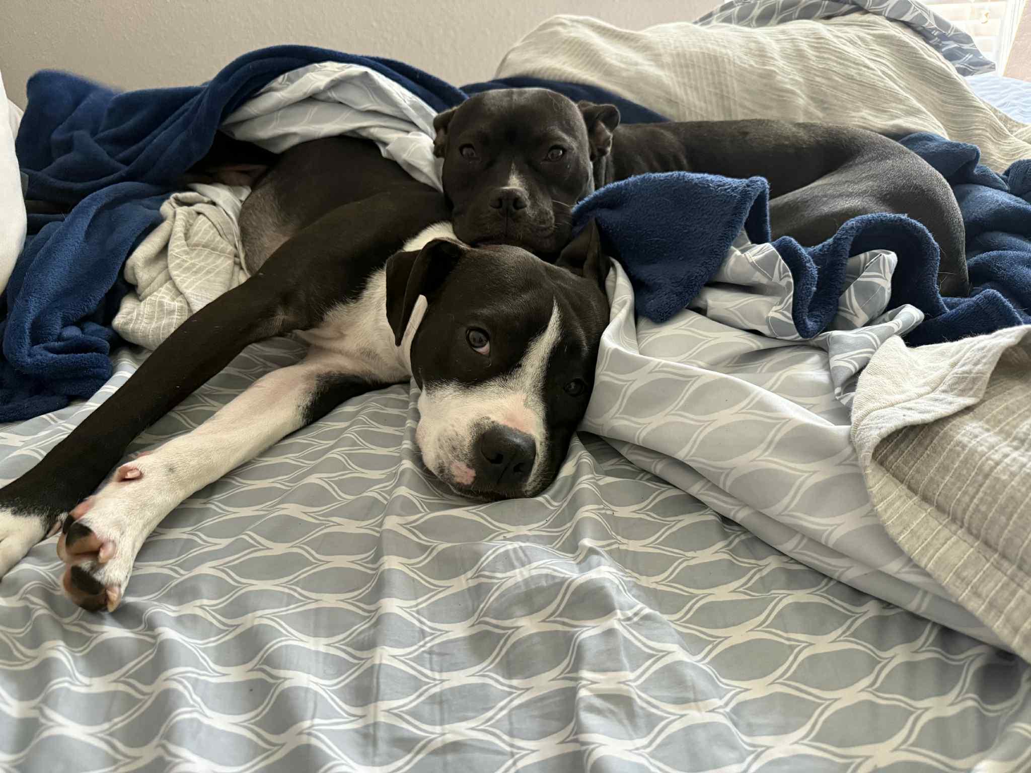 Enlarge Oreo and Cookie (Bonded siblings), a Adoptable mixed breed in Fort Worth, TX image 5/6