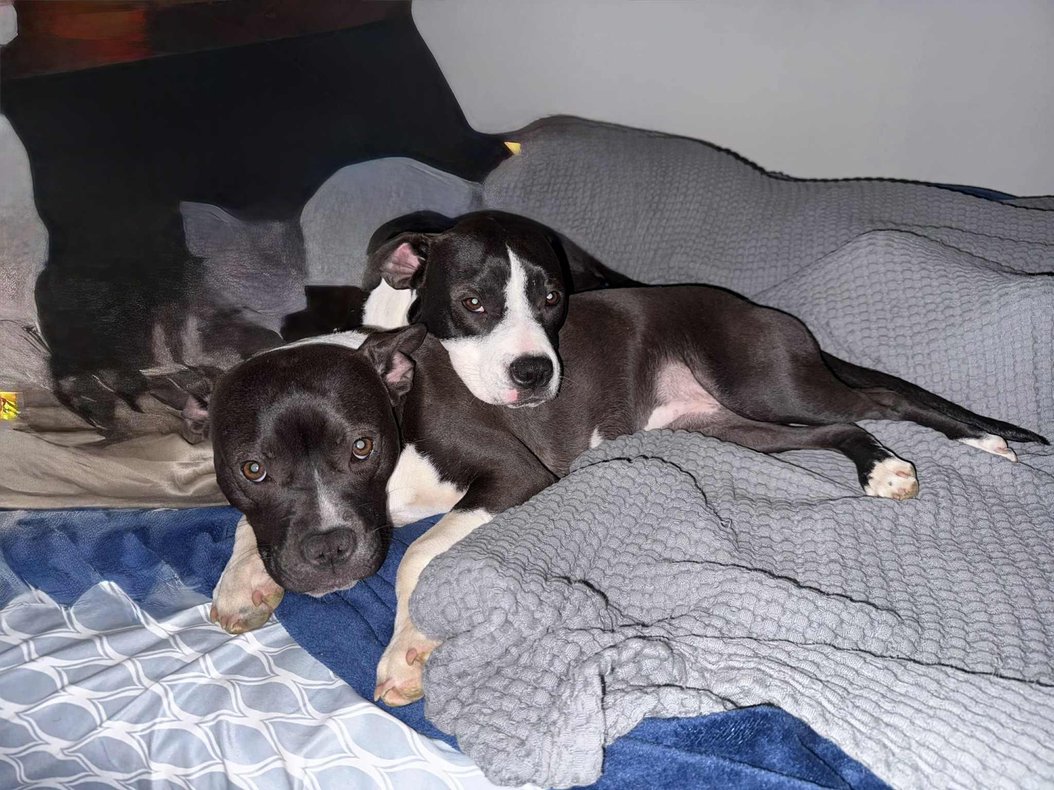 Oreo and Cookie (Bonded siblings), Adoptable, Young Male Pit Bull Terrier.