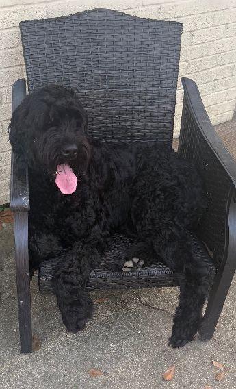Zaxby, an adopted Giant Schnauzer in Oakland, NJ image 1/4