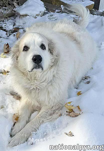 Enlarge Ruth in OH - Always Asking For More Pets!, a Adoptable Great Pyrenees in Dayton, OH image 2/4
