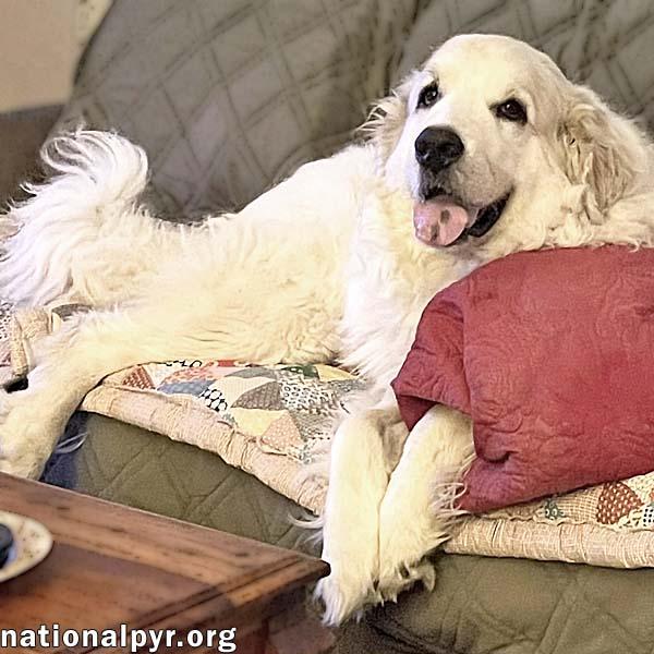 Ruth in OH - Always Asking For More Pets!, a Adoptable Great Pyrenees in Dayton, OH image 1/4