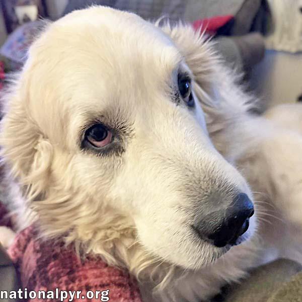 Enlarge Ruth in OH - Always Asking For More Pets!, a Adoptable Great Pyrenees in Dayton, OH image 2/4