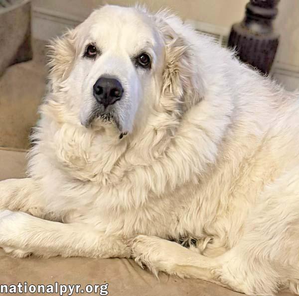 Enlarge Ruth in OH - Always Asking For More Pets!, a Adoptable Great Pyrenees in Dayton, OH image 4/4