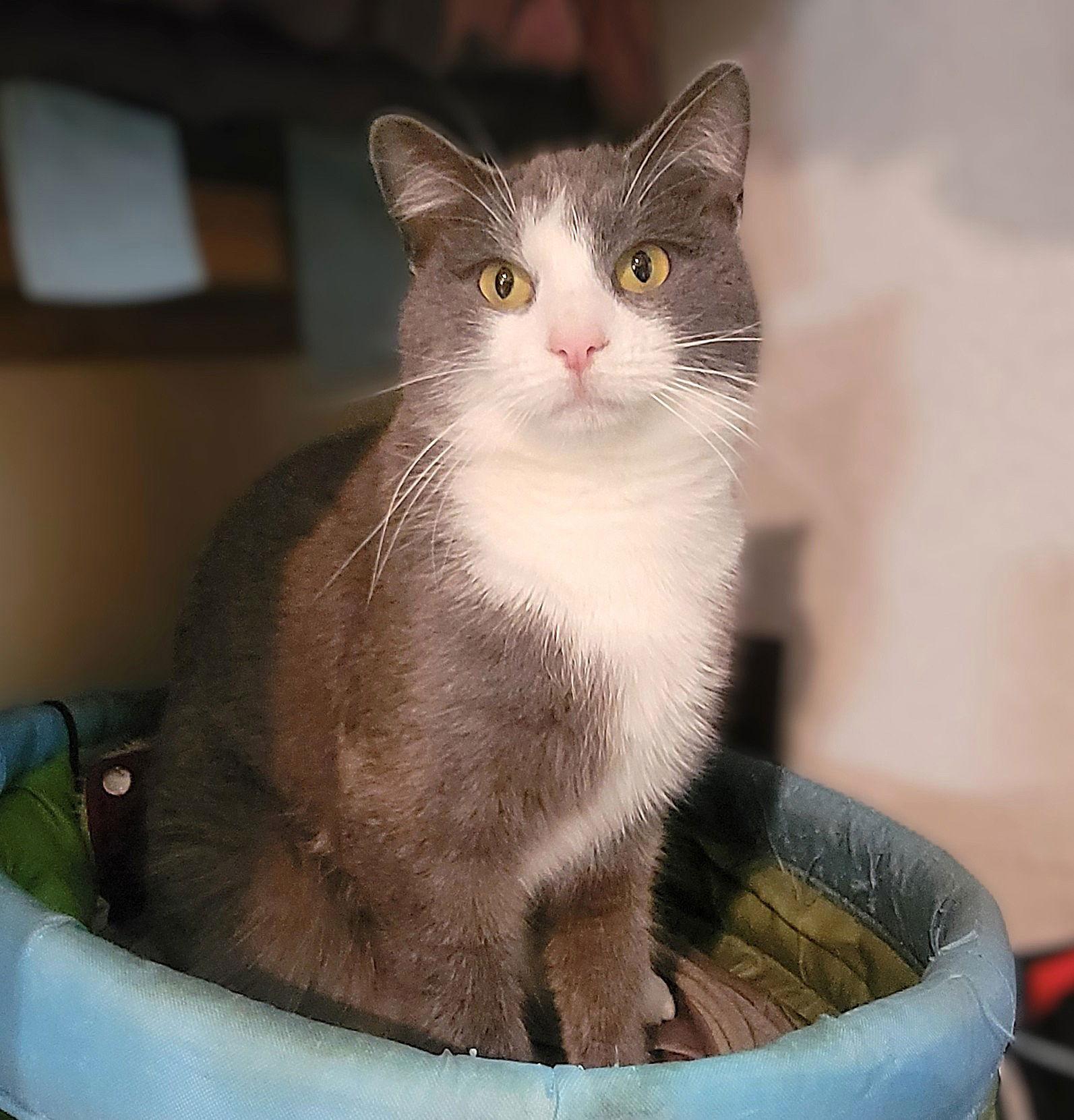 Nigel 2 years, Adoptable, Young Male Domestic Short Hair.