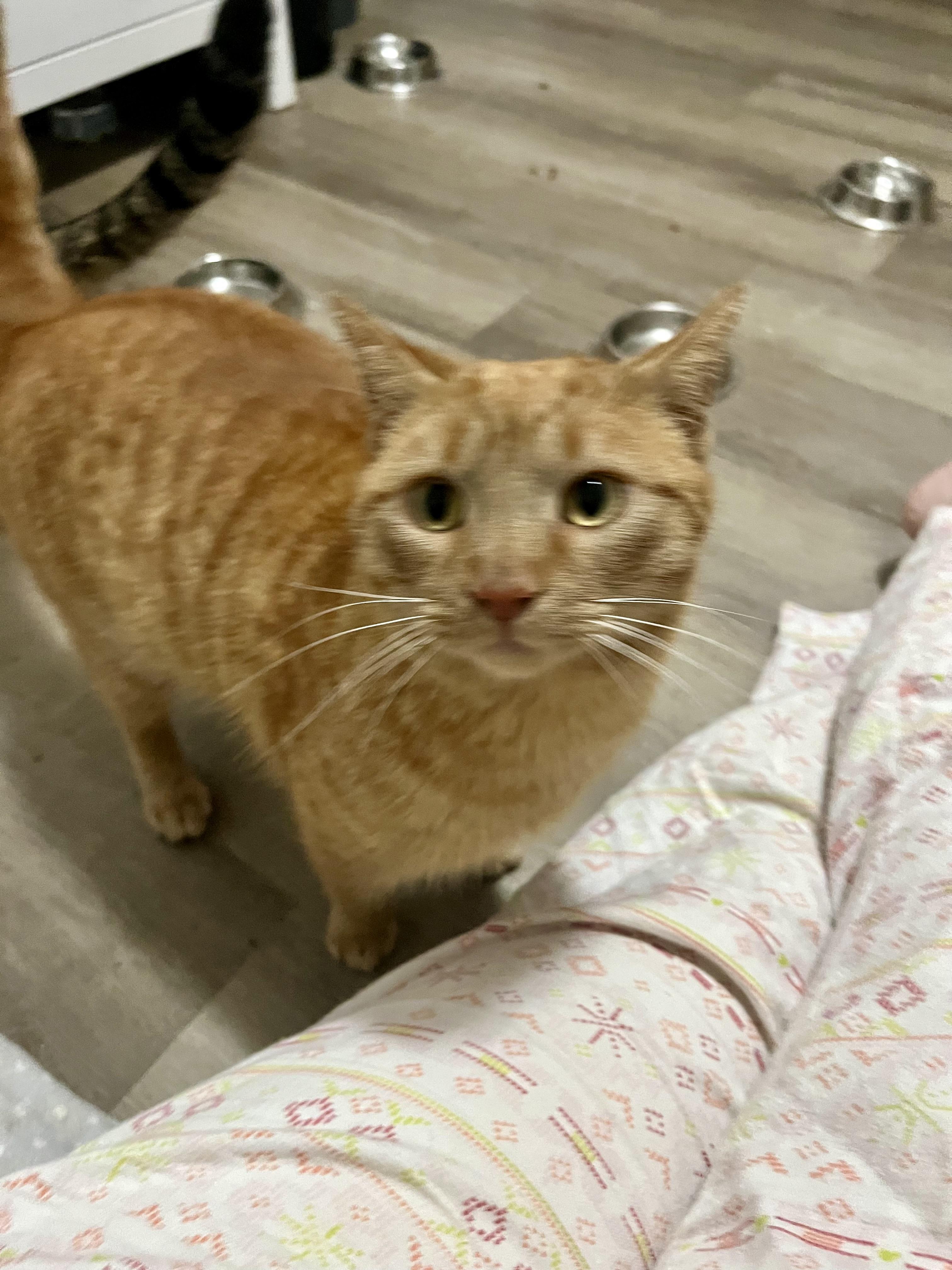 Aussie, a ADOPTABLE Tabby in Hamilton, ON image 4/5