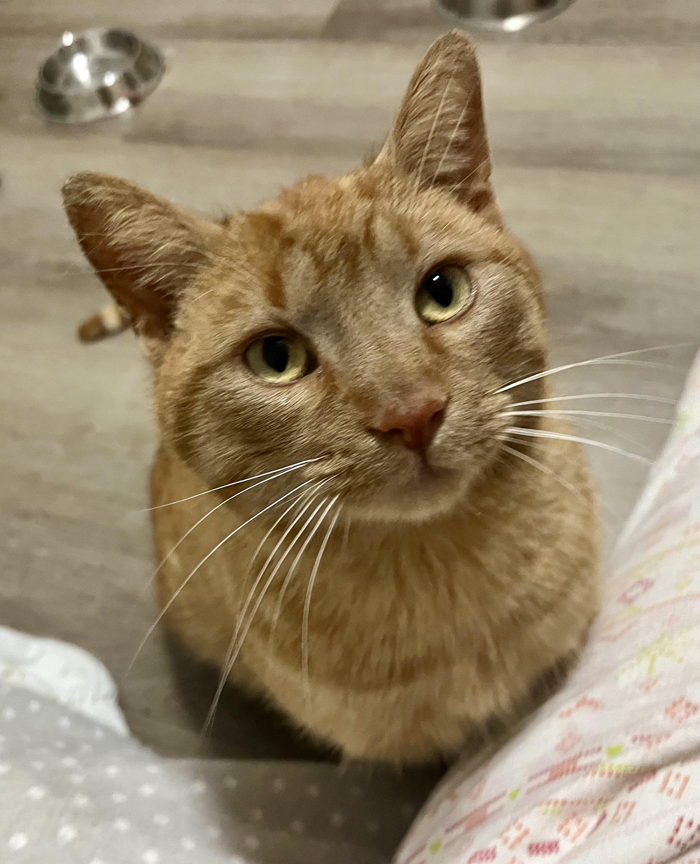 Aussie, a ADOPTABLE Tabby in Hamilton, ON image 1/5