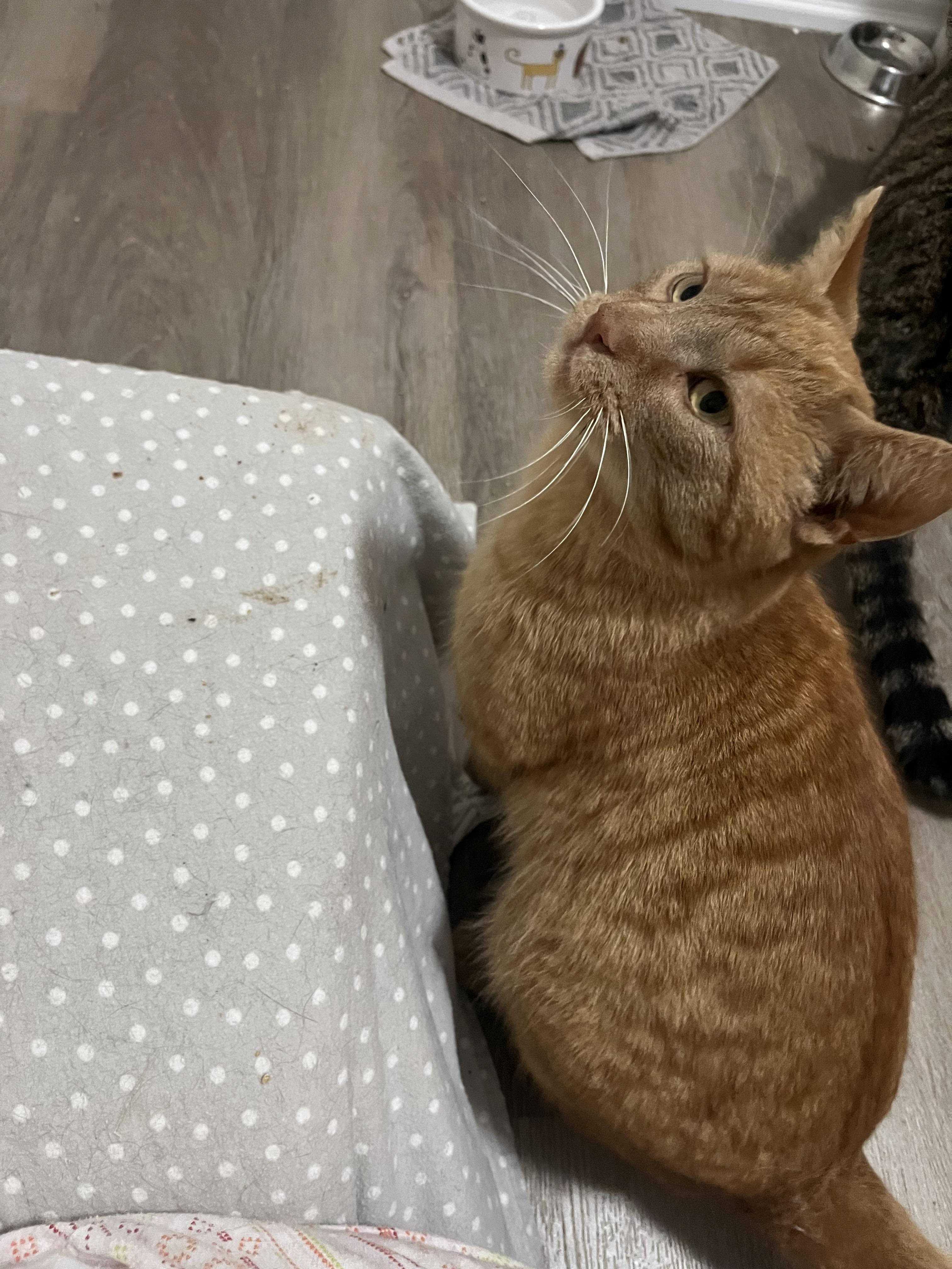 Aussie, a ADOPTABLE Tabby in Hamilton, ON image 5/5