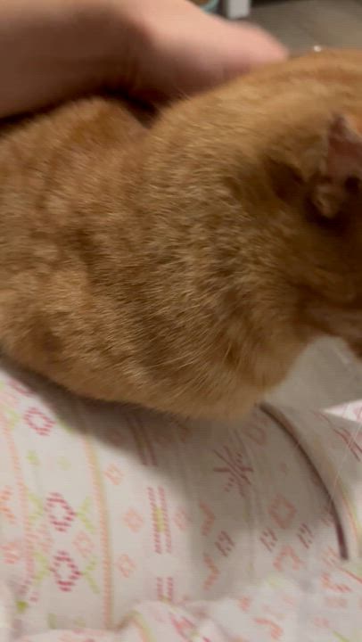 Enlarge Aussie, a ADOPTABLE Tabby in Hamilton, ON video 3/5