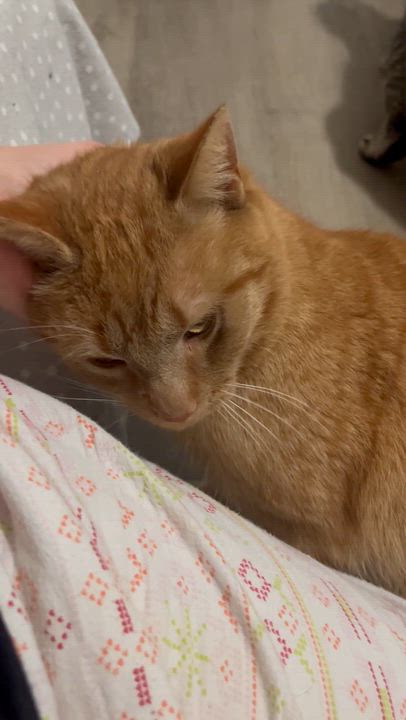 Enlarge Aussie, a ADOPTABLE Tabby in Hamilton, ON video 2/5