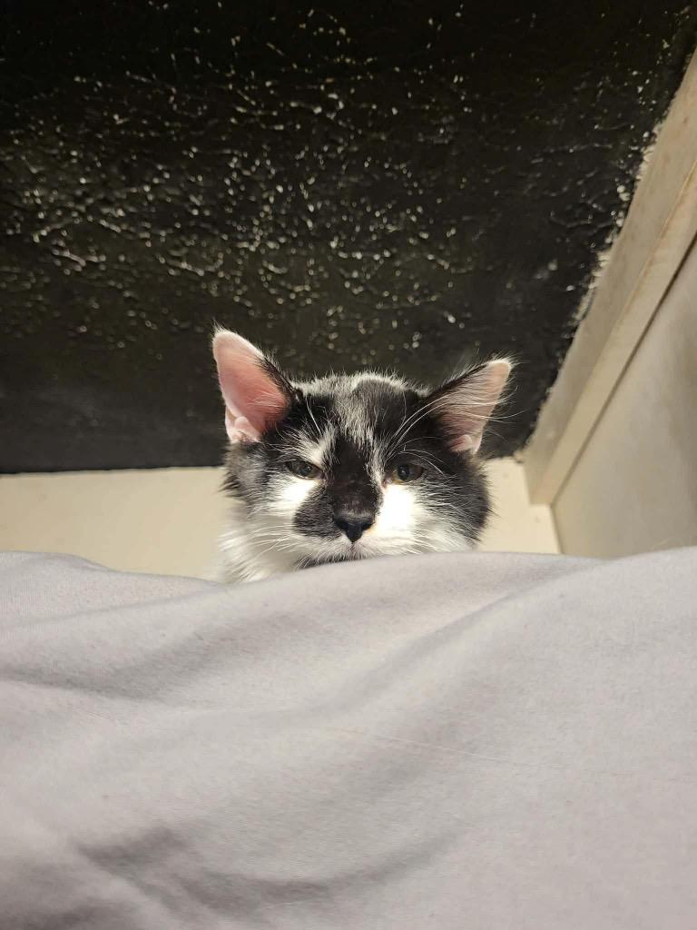 Enlarge Mildred, a Adoptable mixed breed in Erwin, TN image 1/2