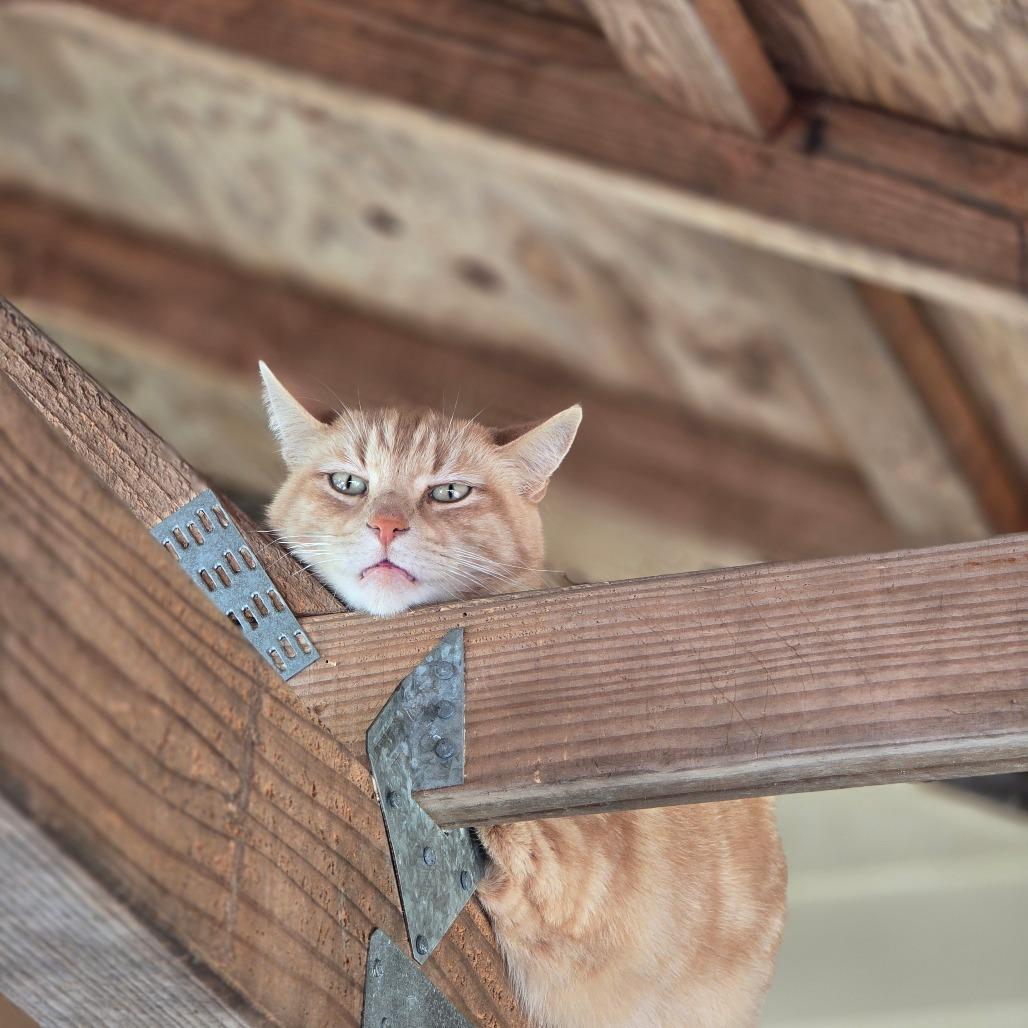 Leo, Adoptable, Adult Male Domestic Short Hair.