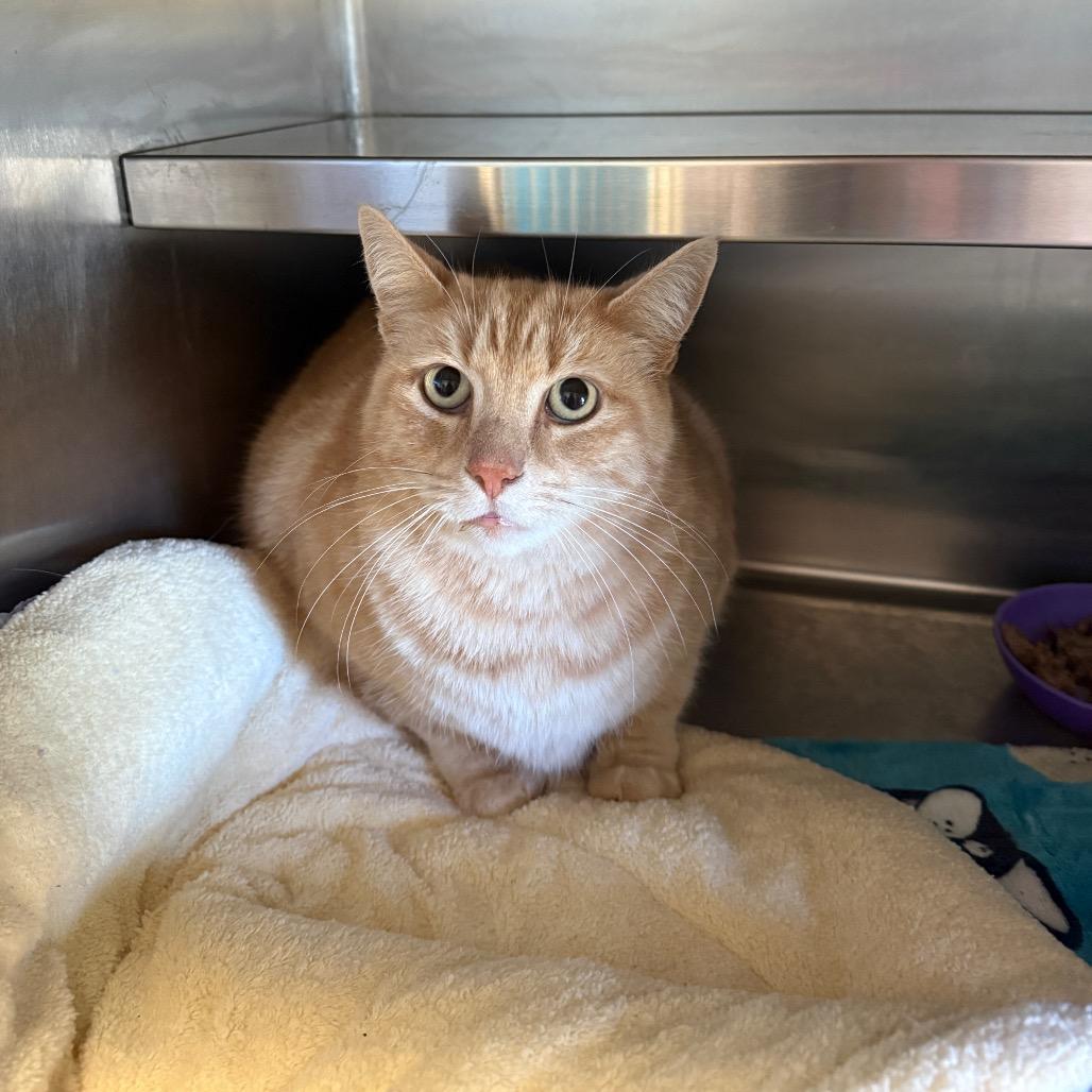 Enlarge Leo, a Adoptable Domestic Short Hair in Fort Bragg, CA image 1/1