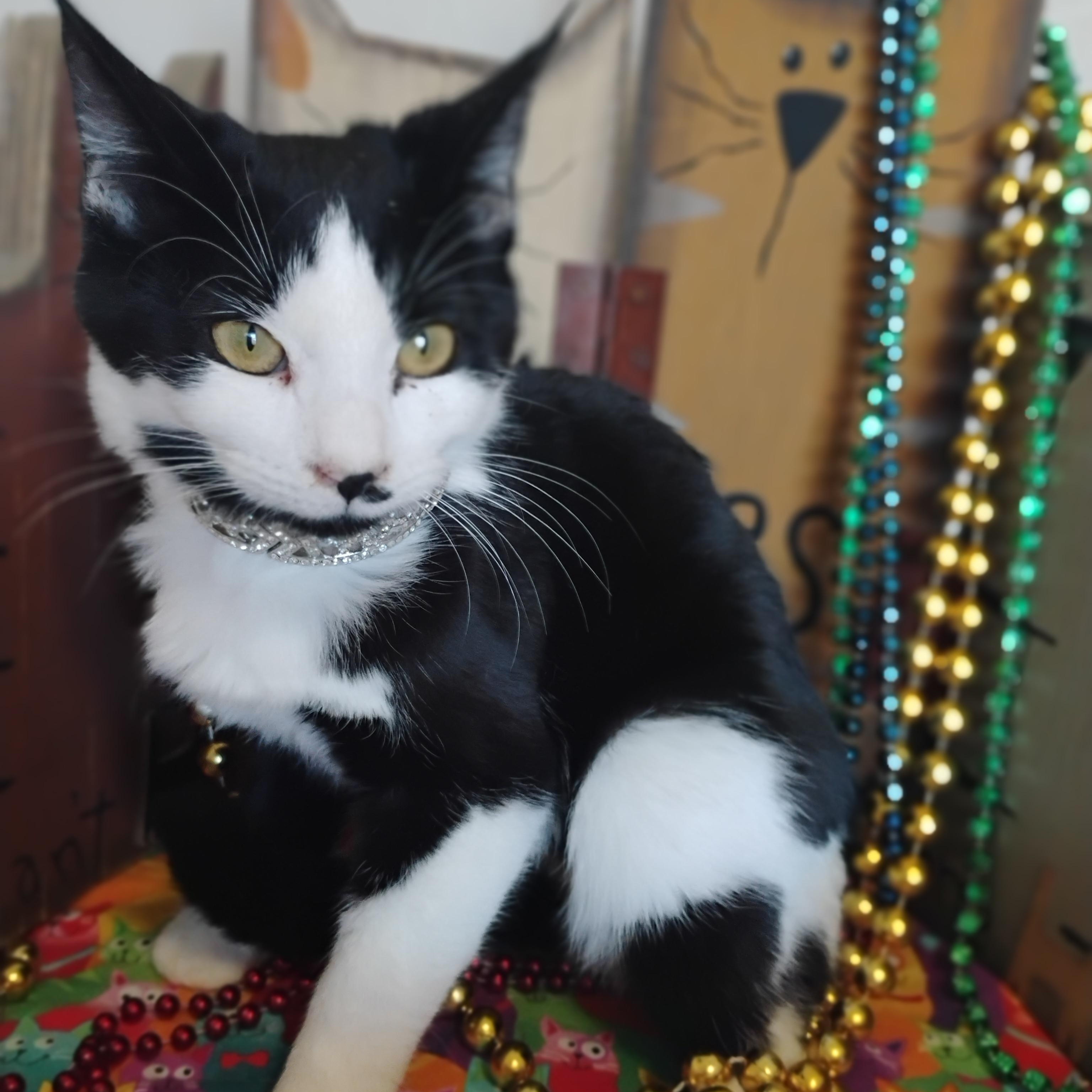 pyper 3lbs F Tux kids/dogs/ petite/purrrr, Adoptable, Kitten Female Domestic Short Hair.