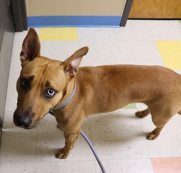 Enlarge Kanan, a Adoptable mixed breed in Sioux City, IA image 1/4