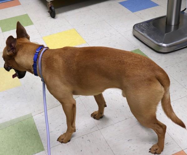 Enlarge Kanan, a Adoptable mixed breed in Sioux City, IA image 3/4