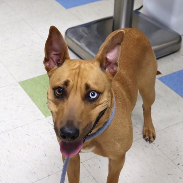 Enlarge Kanan, a Adoptable mixed breed in Sioux City, IA image 4/4