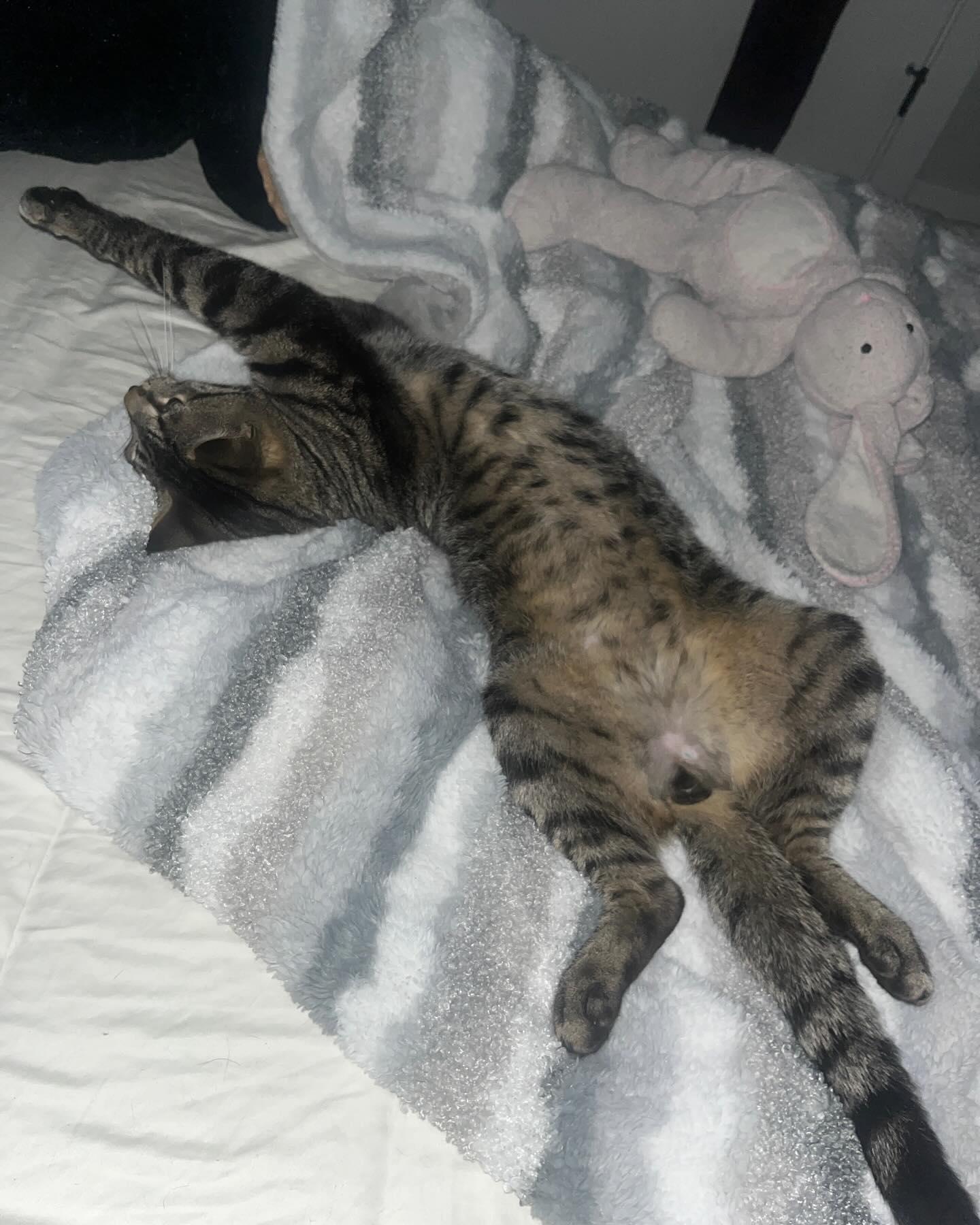 Rodney, Adoptable, Adult Male Domestic Short Hair.